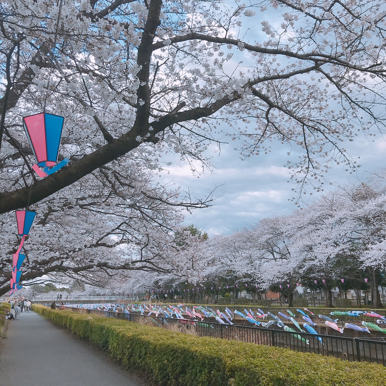 館林さくらとこいのぼりの里まつり - ブログ - 花山うどん公式サイト